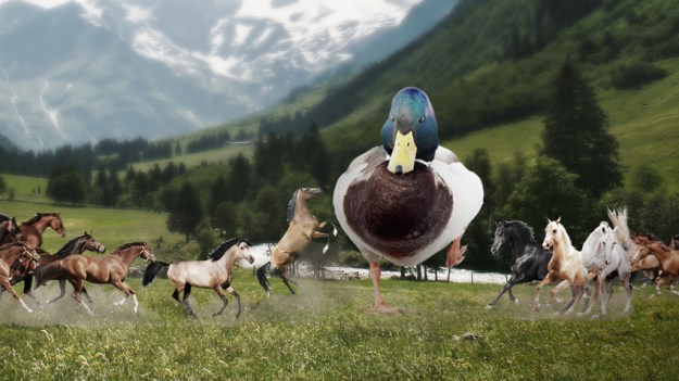 1-duck-sized-horse-vs-100-horse-sized-ducks