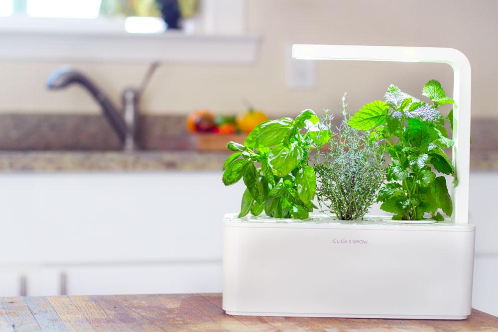 The New Click Grow Smart Herb Garden Launches Worldwide Today