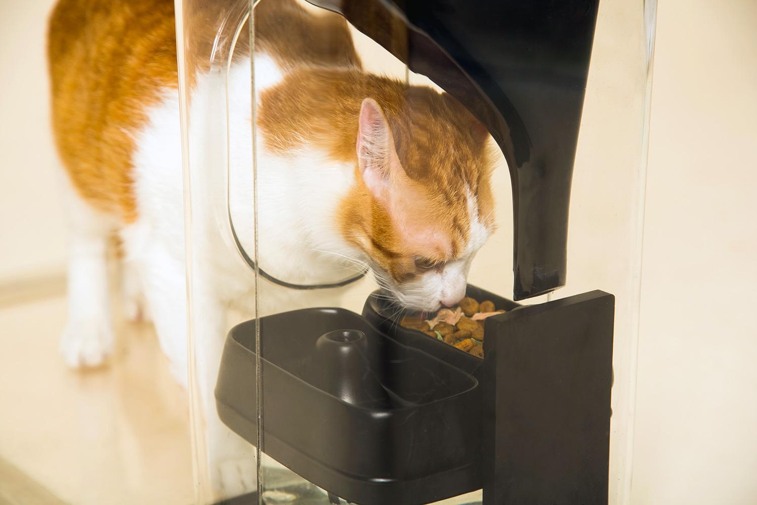 The Bistro Feeder Tracks Your Cats With Feline Facial Recognition   Bistro Smart Cat Feeder 005 