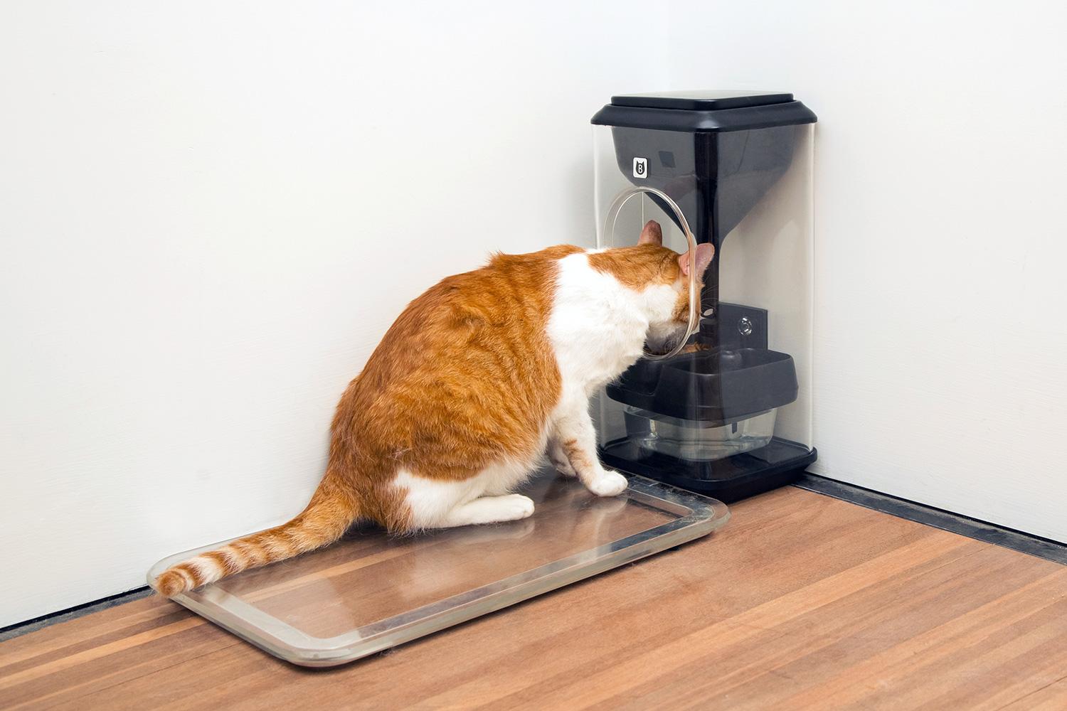 The Bistro Feeder Tracks Your Cats With Feline Facial Recognition   Bistro Smart Cat Feeder 006 