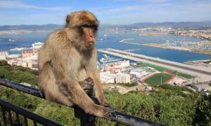 gps collars used to end monkey madness in gibraltar