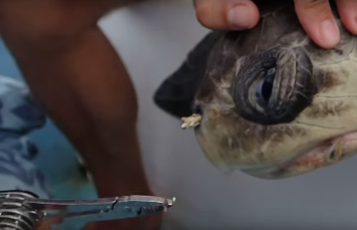 2015 Video Of Sea Turtle With Straw Stuck Up Its Nose Causes Some
