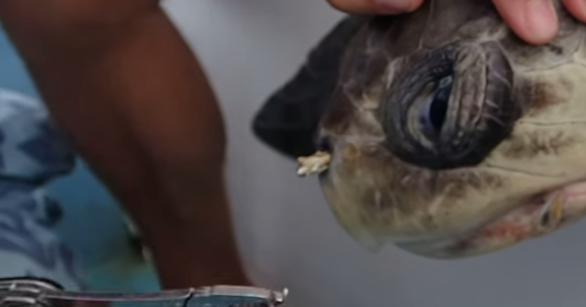 The Style of Your Life Marine Biologist Whose Video Showed Straw Being  Removed From, turtle straw