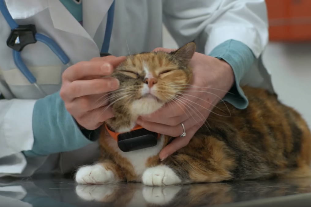 The nuzzle clearance gps collar