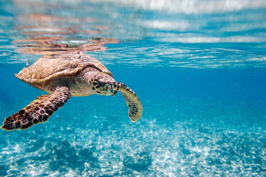 Turtle Power! LED fishing nets keep out turtles.