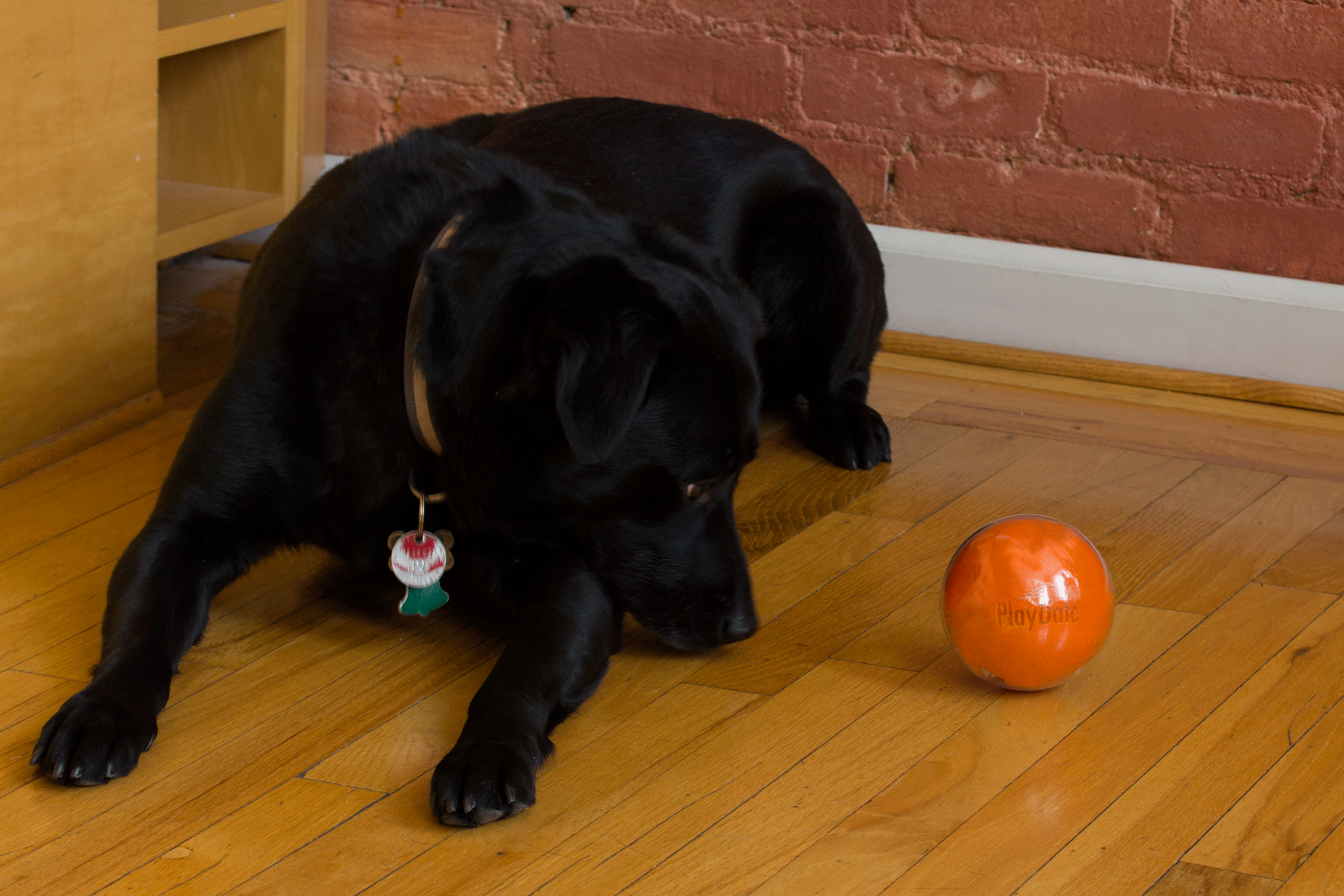 Playdate toy clearance ball