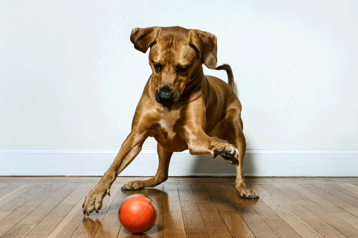 dog toy with camera inside