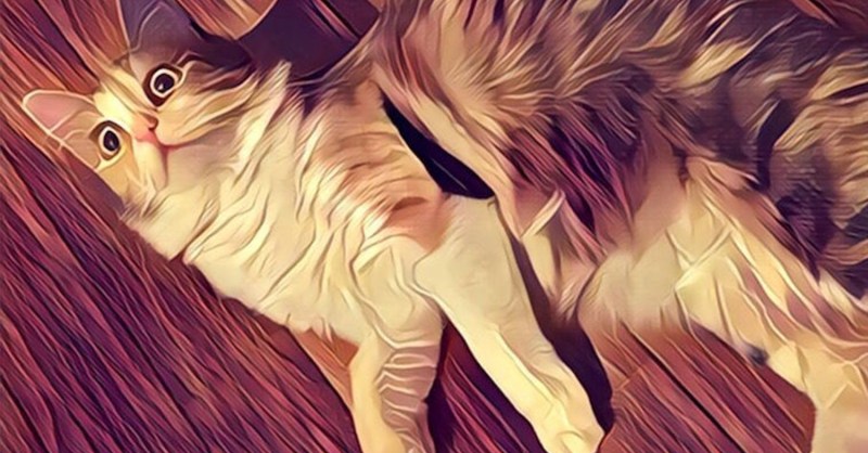 Prisma Now Lets You Apply its Filters to Facebook Live Videos | Digital  Trends