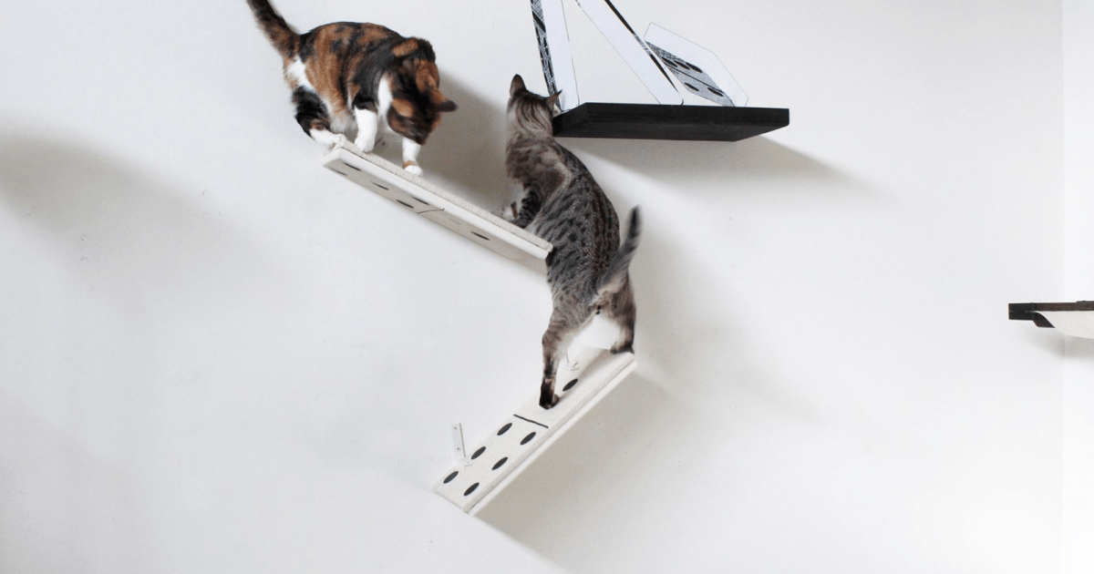 Get Your Cat's Next Furniture From CatastrophiCreations | Digital Trends