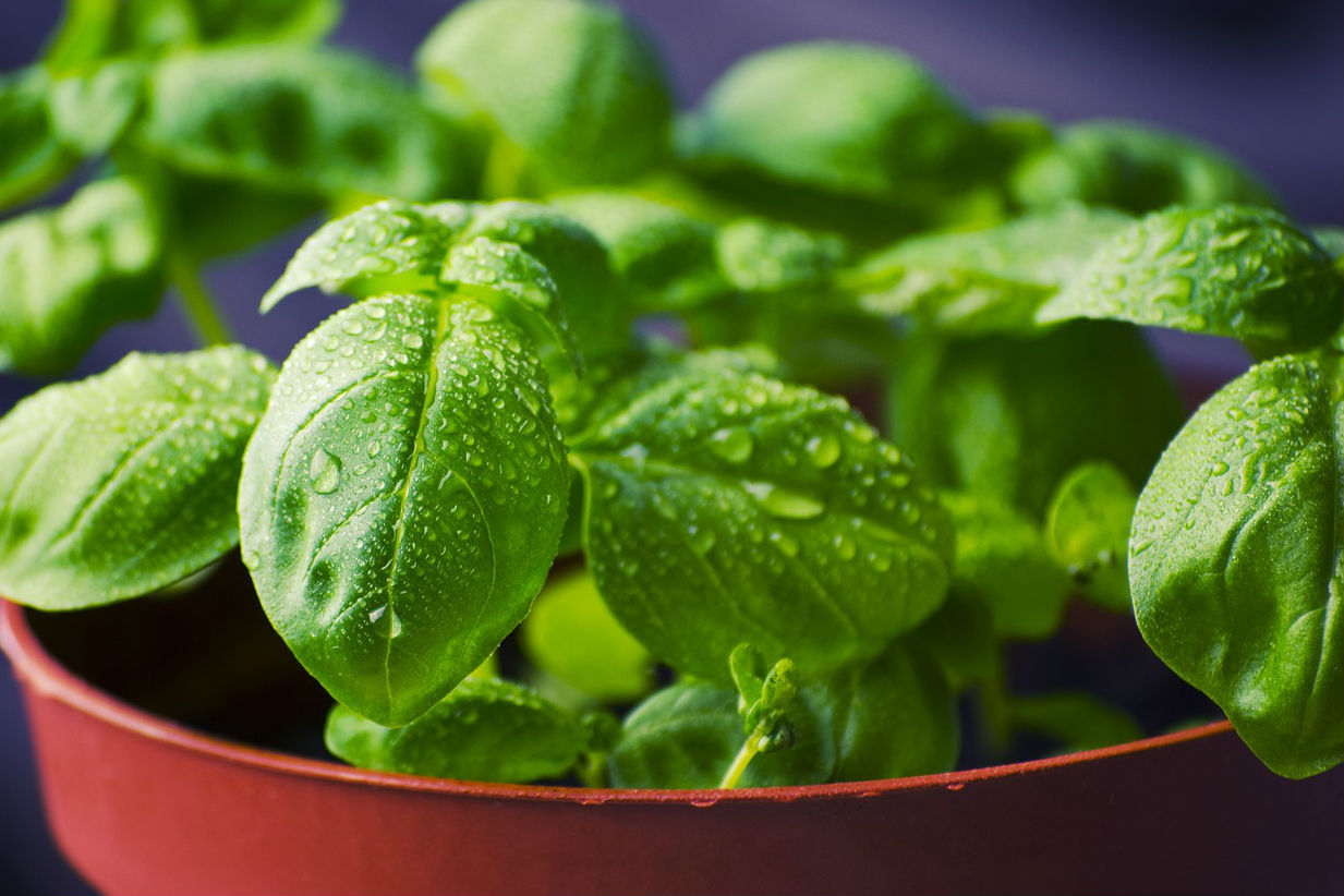 MIT Researcher Caleb Harper Is Altering the Taste of Basil through