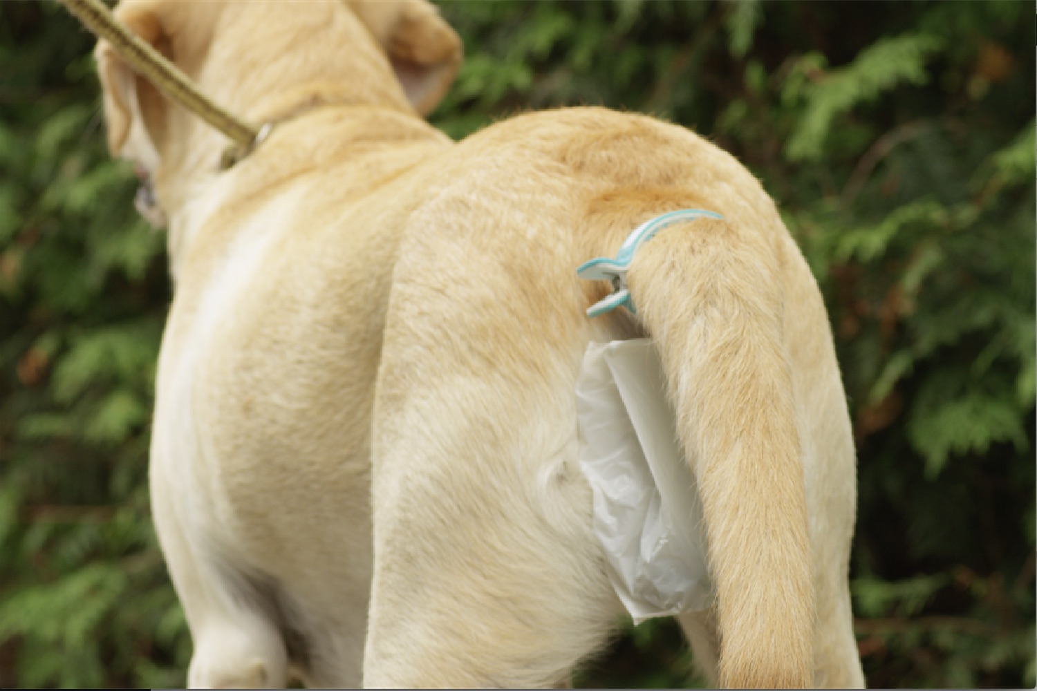 Piqapoo Makes Picking Up Dog Poop a Less Crappy Job Digital Trends