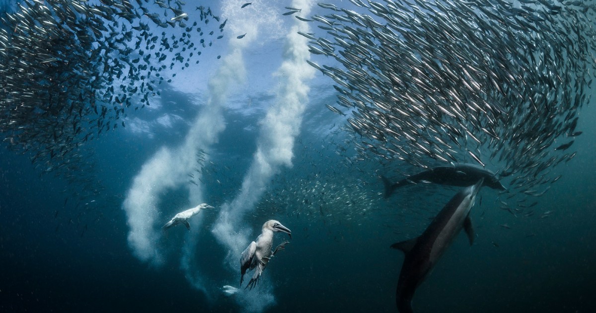 Nat geo. Победители фотоконкурса National Geographic. Снимки National Geographic. Лучшие снимки National Geographic. Стая сардин.