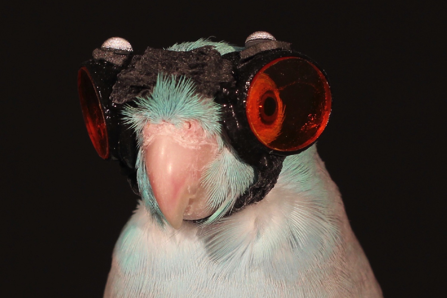 parrot goggles