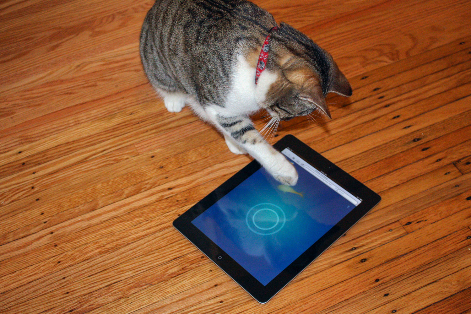 Ipad cat toy hotsell