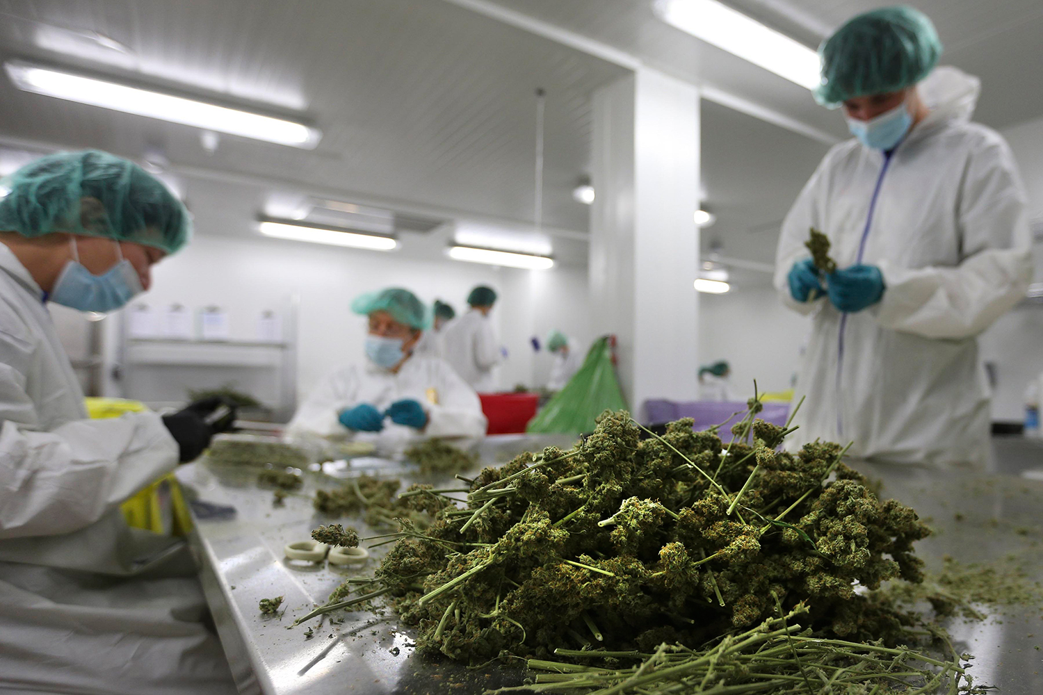 Inside The High-tech Labs That Make Sure Your Legal Marijuana Is Safe ...