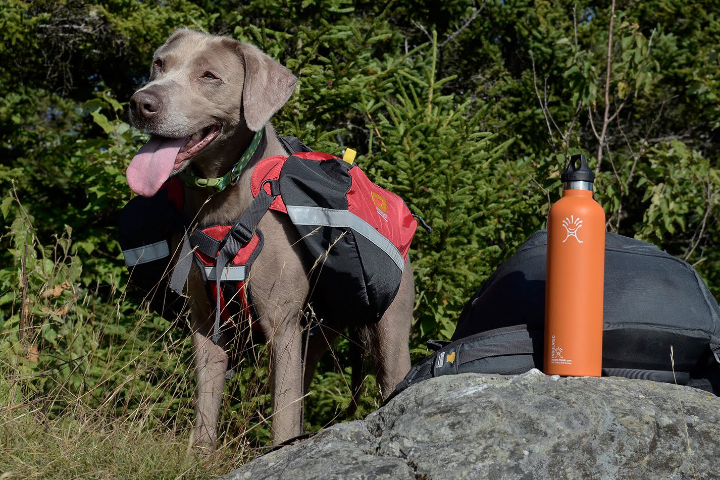 The Best Packs Capable of Toting Your Pup Wherever You Go