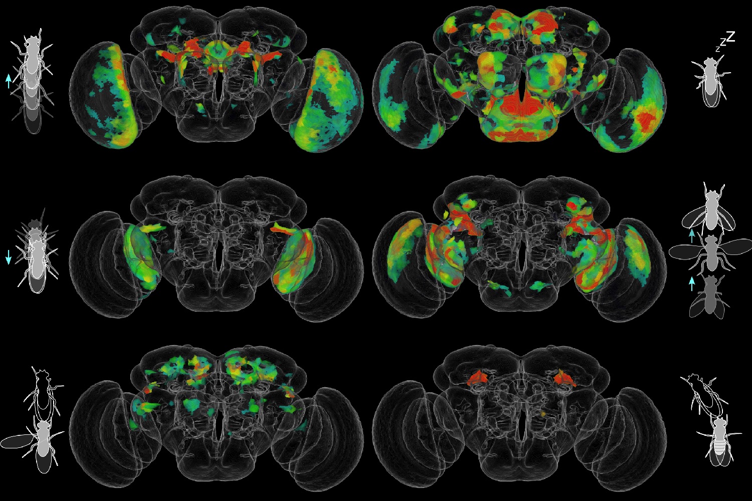 AI Helping Scientists Decode Behavior Of Fruit Flies, Neuron By Neuron ...