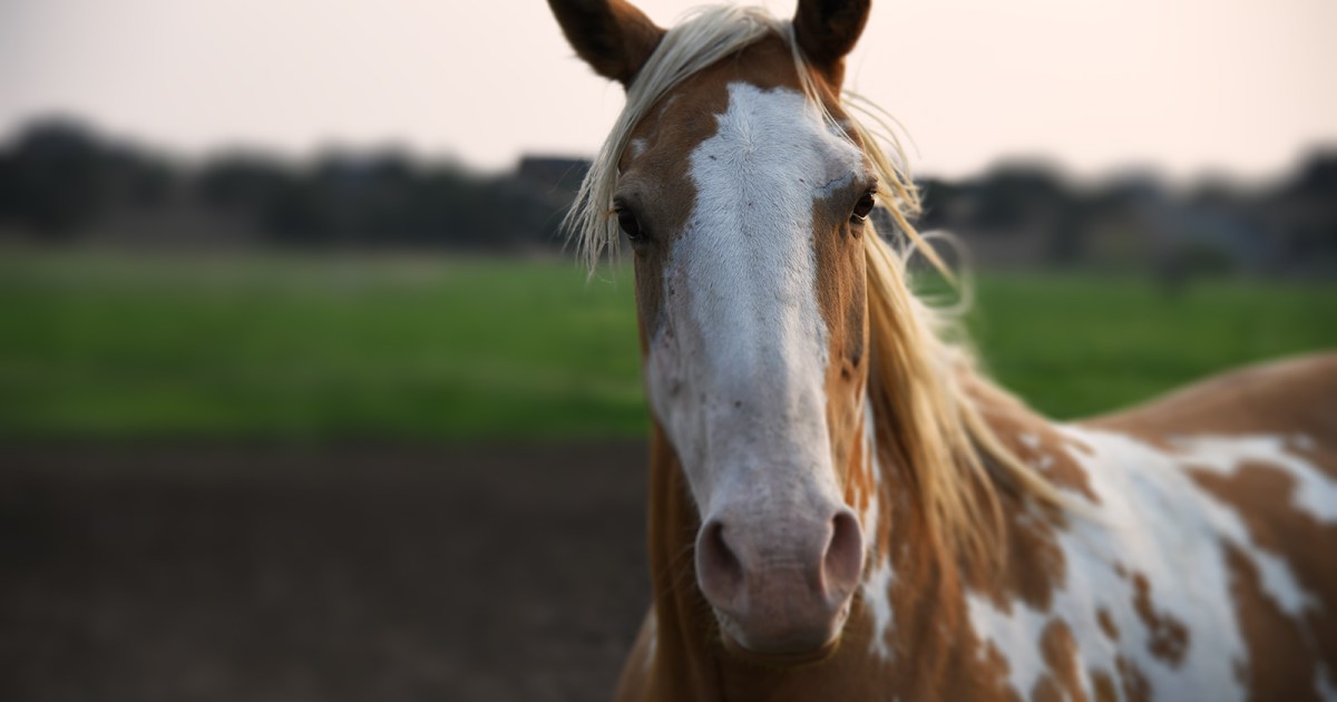 Blurry photos are wasting space on your phone — how to find and delete them