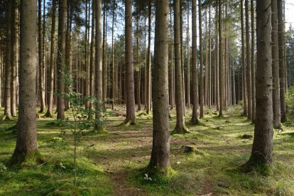 Scientists Have Figured Out How to Make Wood Even Stronger Than Steel ...