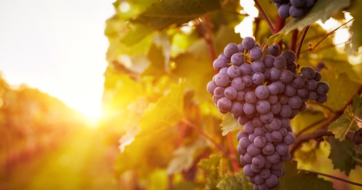 French Chemists Have a New Use for Rotten, Discarded Wine Grapes ...