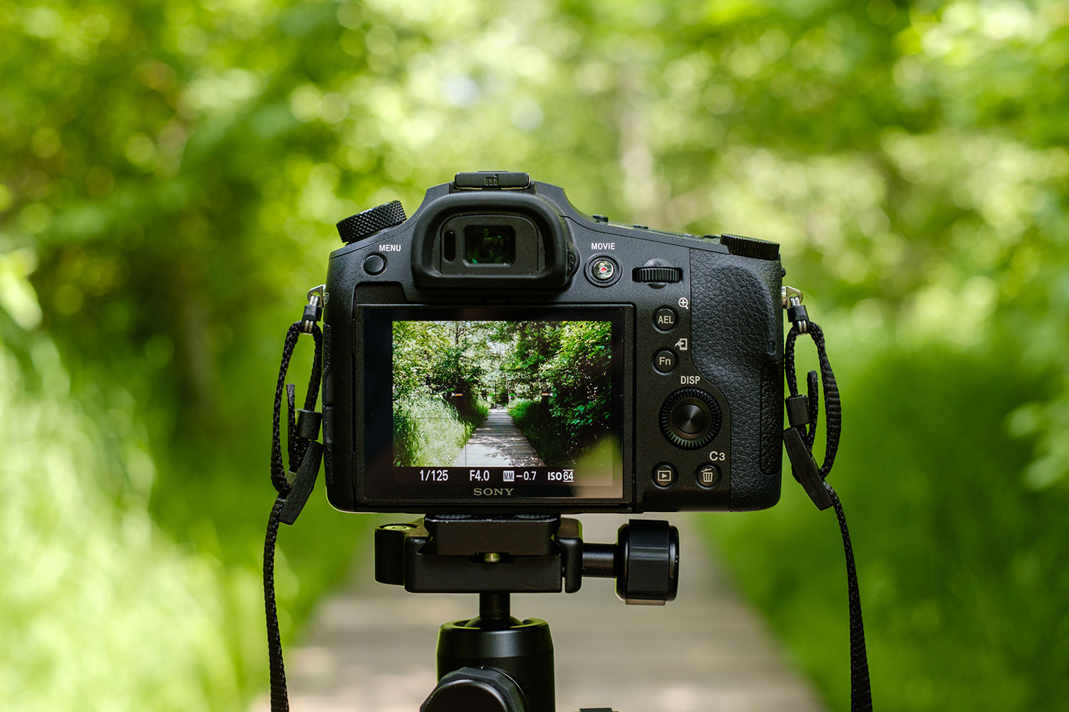 Sony RX10 IV Review: Best Bridge Camera for Wildlife Photography