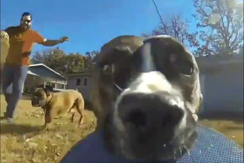 Dog stole discount a gopro