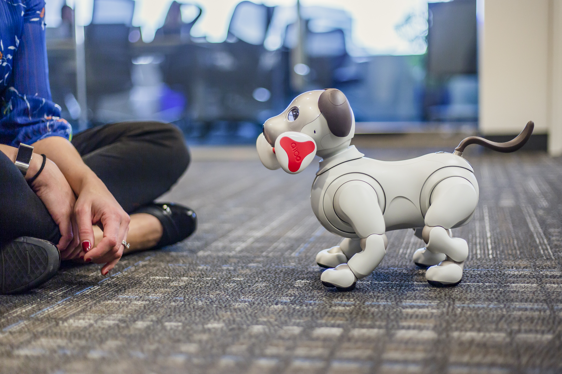Sony's Aibo Robot Dog Can Patrol Your Home for Persons of Interest