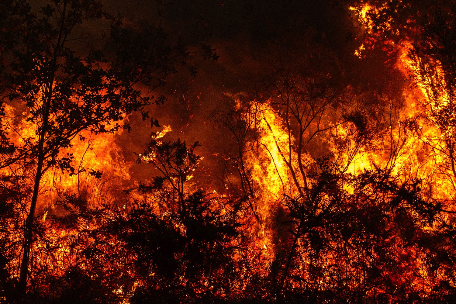 A.I. Cameras Help Stomp Wildfires Before They Become a Major Problem ...