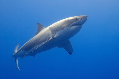 Scientists Have Decoded the Great White Shark's Genome | Digital Trends