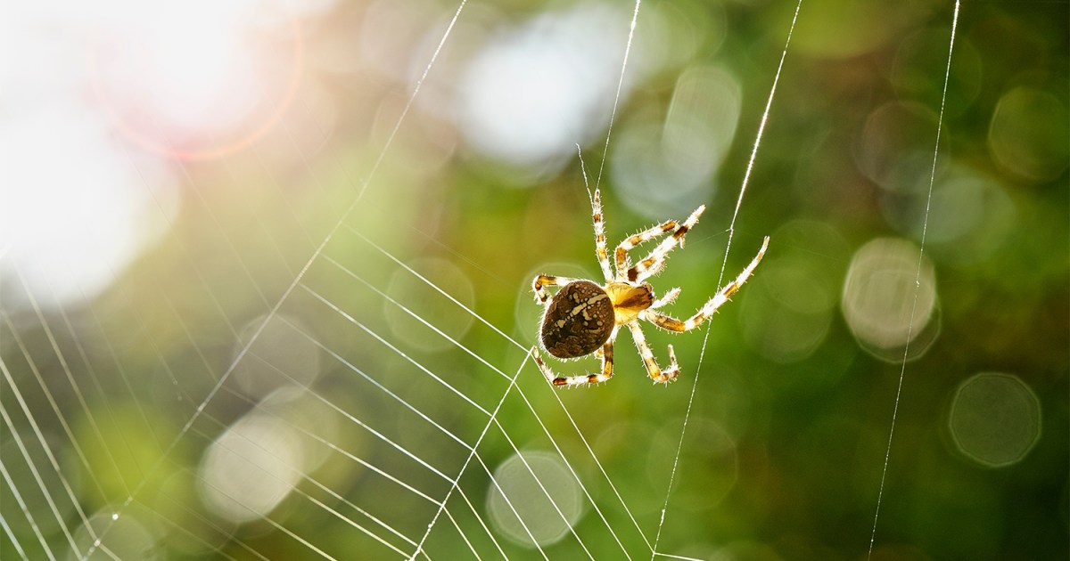 Amazing spider silk: Super-elastic proteins key to spider web's  stretchiness