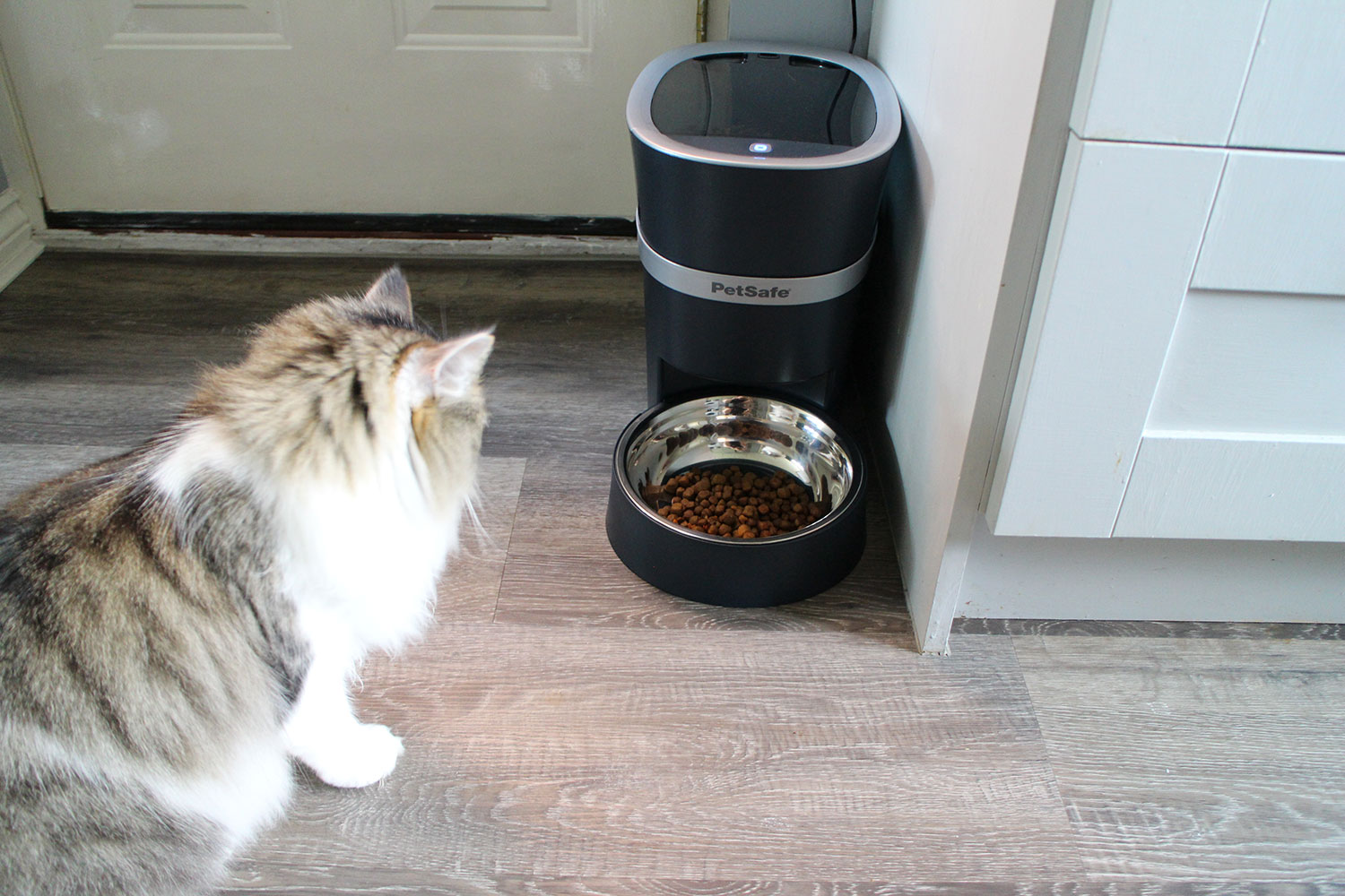 Pet Supplies : PetSafe Smart Feed - Electronic Pet Feeder for Cats