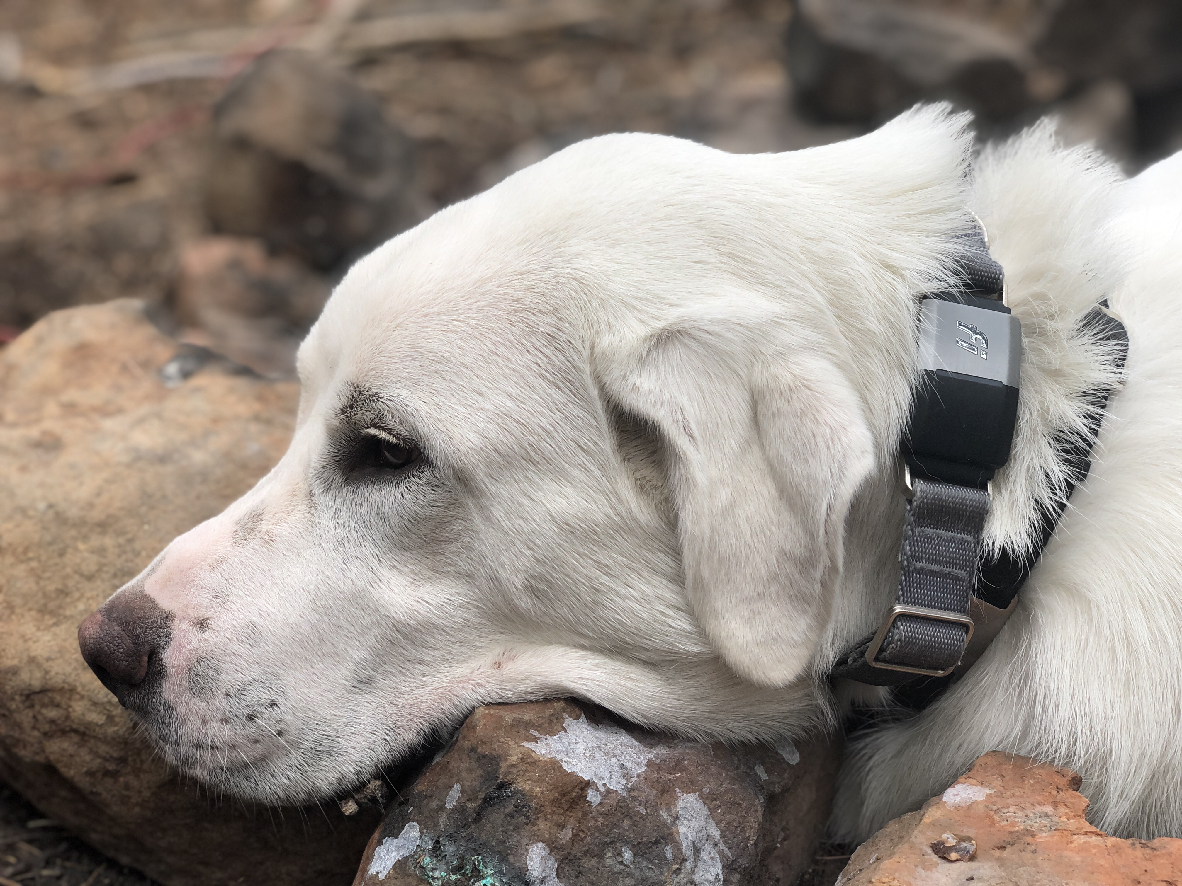 Fi dog 2024 gps collar