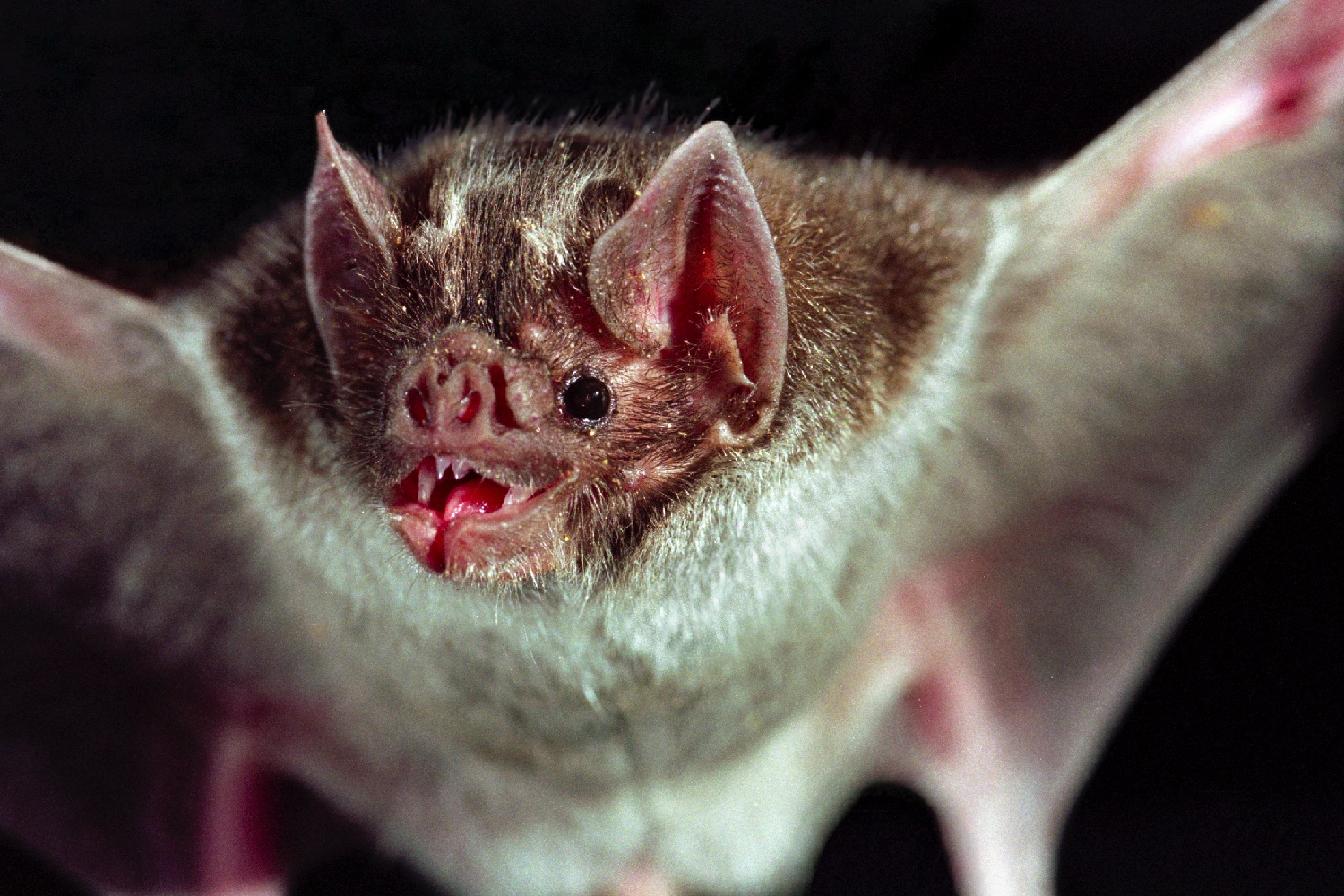 How Glowing Vampire Bats Are Helping Scientists Solve A $50M Problem ...