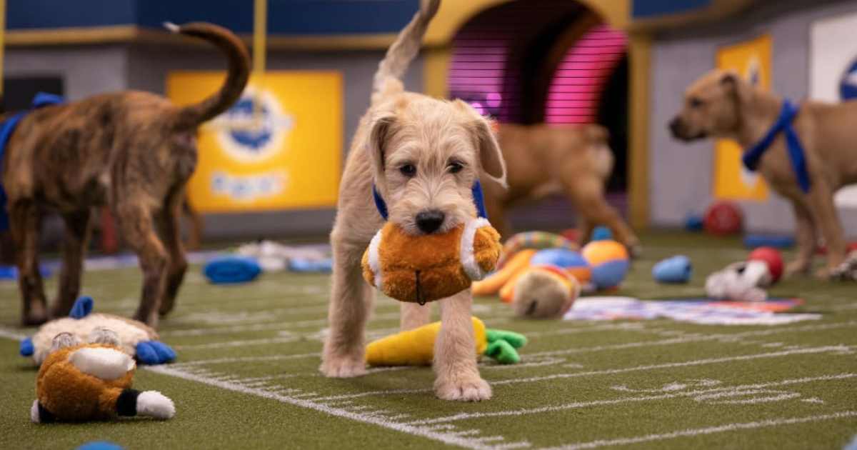 Puppy Bowl' and 'Kitten Bowl' 2021: Time, channel, how to watch online without  cable 