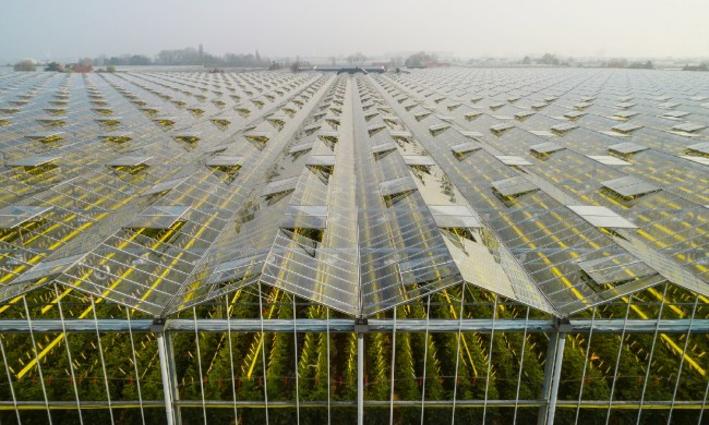 Solar cells on top of greenhouses.