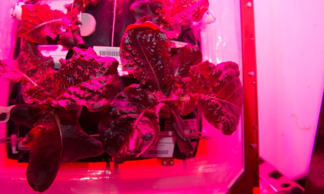 crops in space iss grown lettuce given the green light iss044e033362 veggie1 1