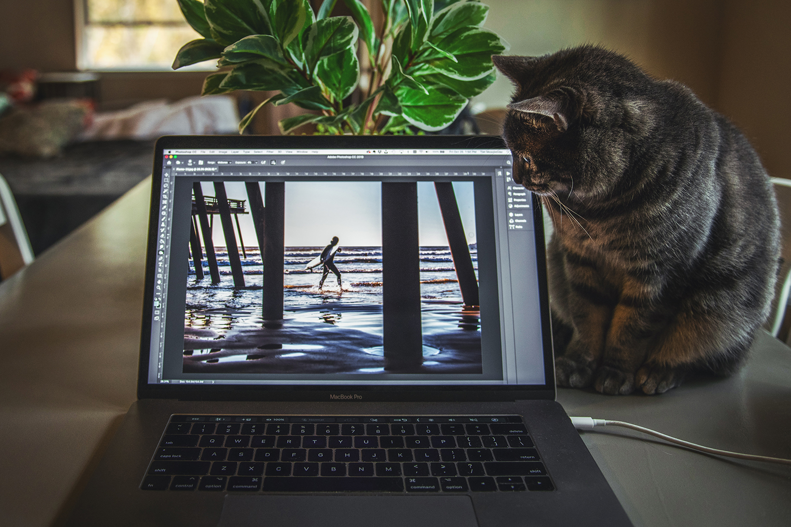 Un gato mira la pantalla de un ordenador portátil con Photoshop en la pantalla.