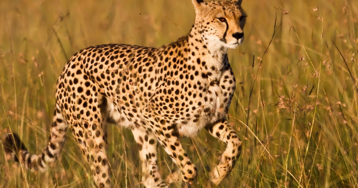 Speedy Soft Robot Was Inspired By The Way A Cheetah Runs | Digital Trends