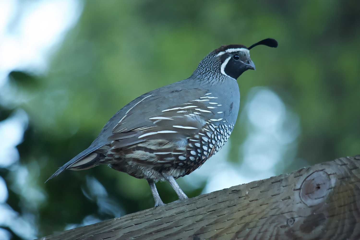 The Best Bird Identification Apps For IOS And Android Digital Trends