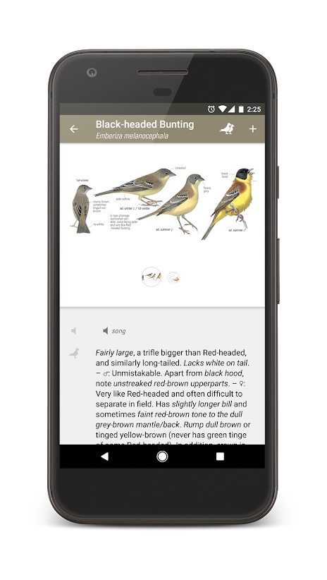 bird identification app
