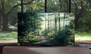 Samsung's 8K Neo QLED showing a forest scene.