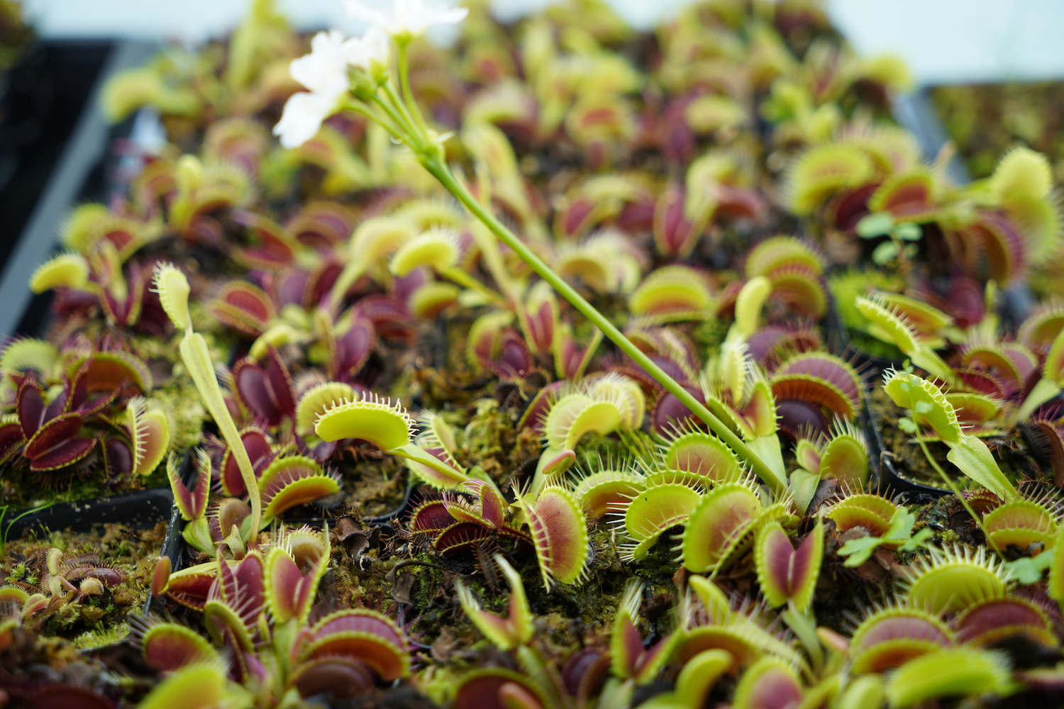 Buy Venus Flytrap. affordable