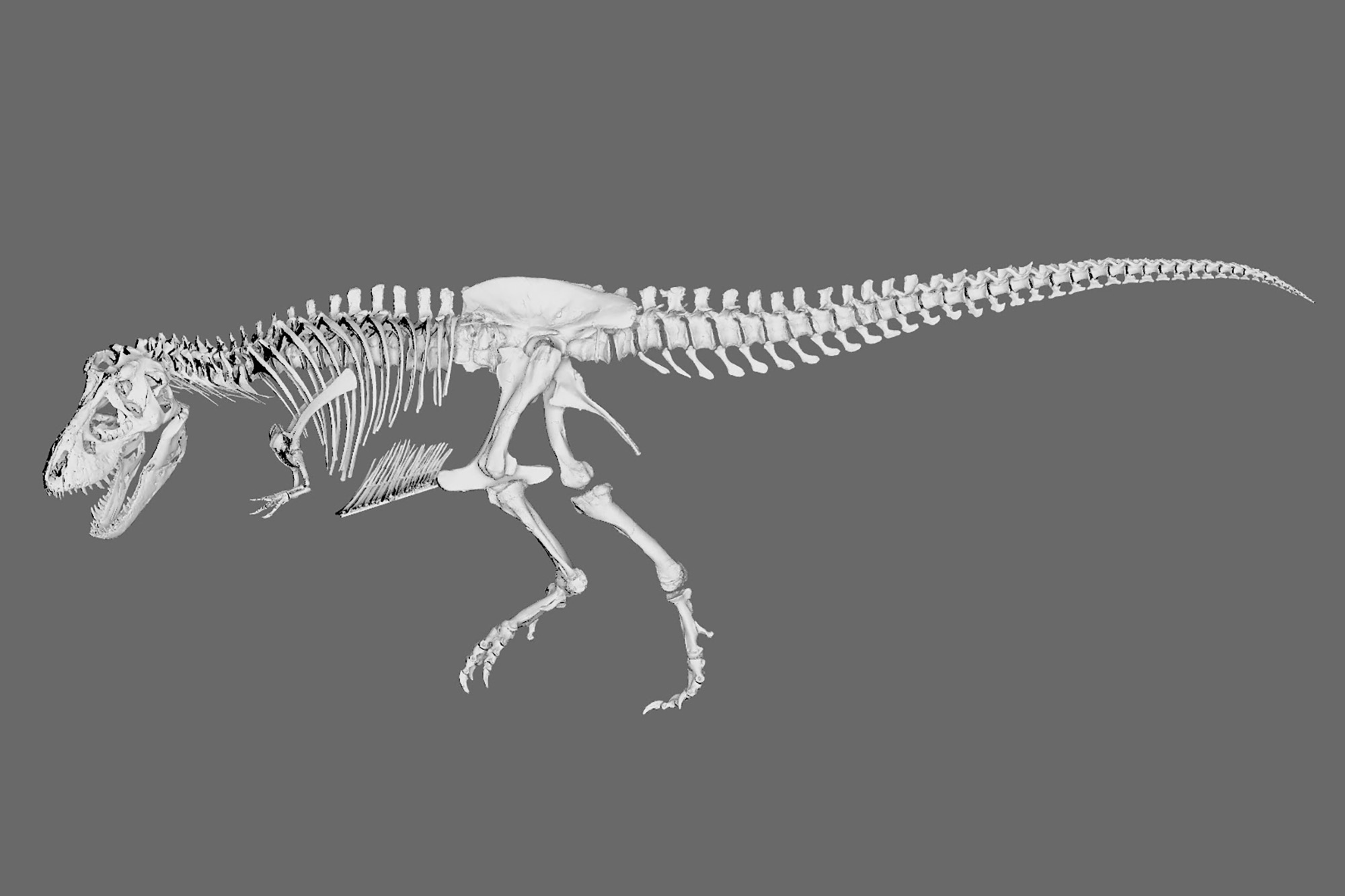 audition beruset solid 3D Printing a Full-Size Tyrannosaurus Rex Skeleton | Digital Trends