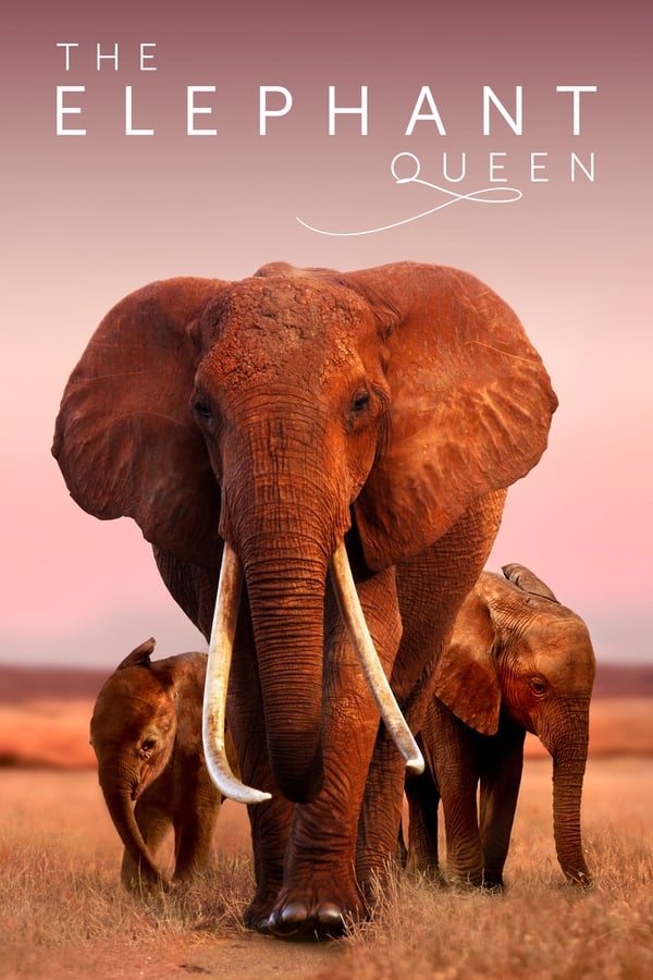 हाथी रानी