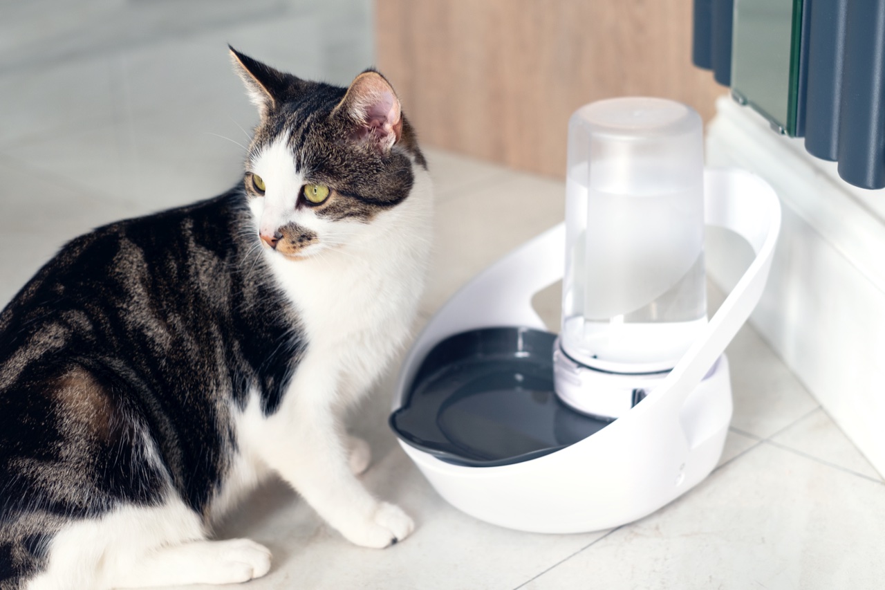 Sure Petcare Felaqua Connect Review: A Smart Water Bowl for Your