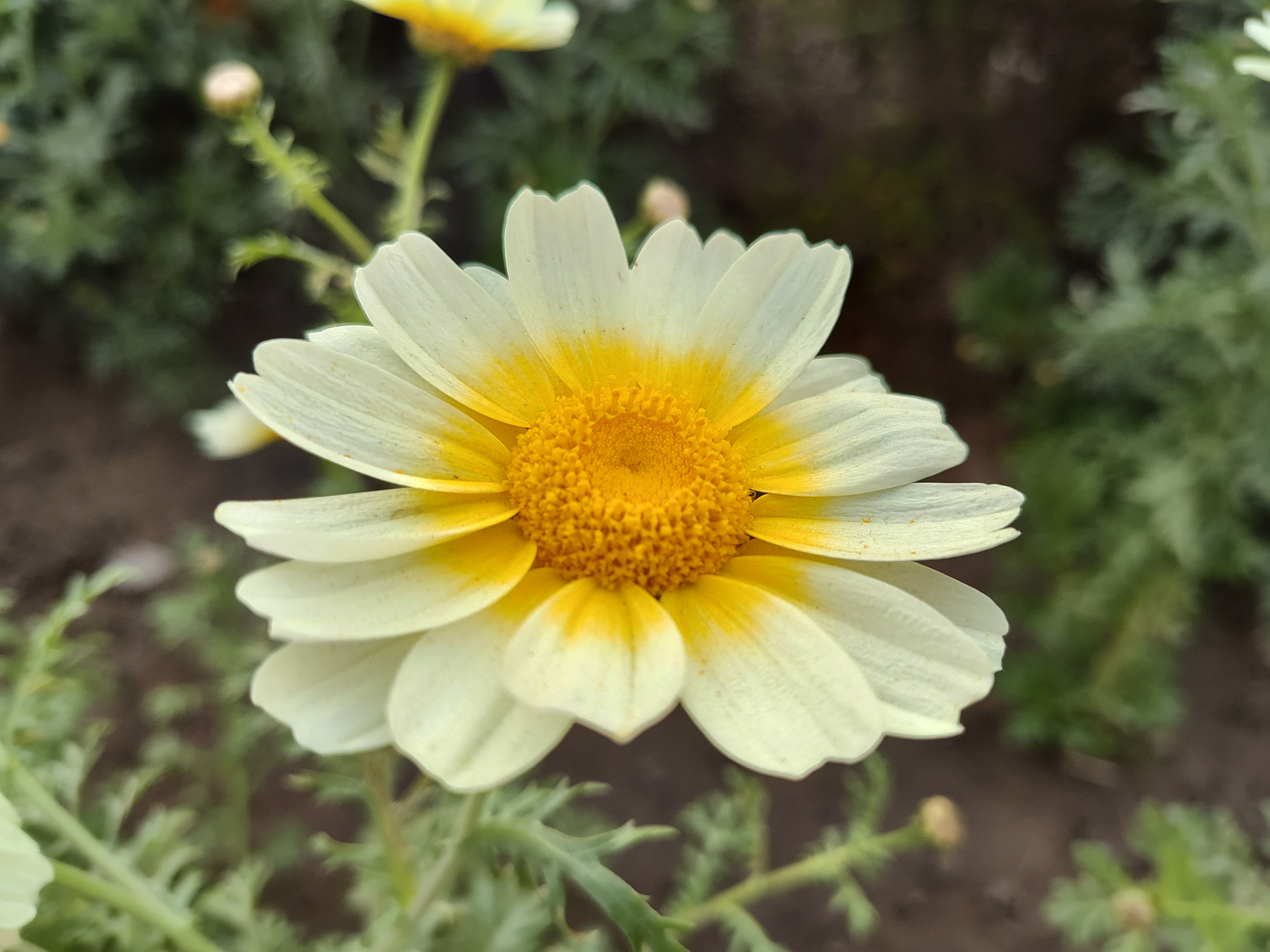 Motorola Edge Plus 2022 50MP camera sample white and yellow flower.