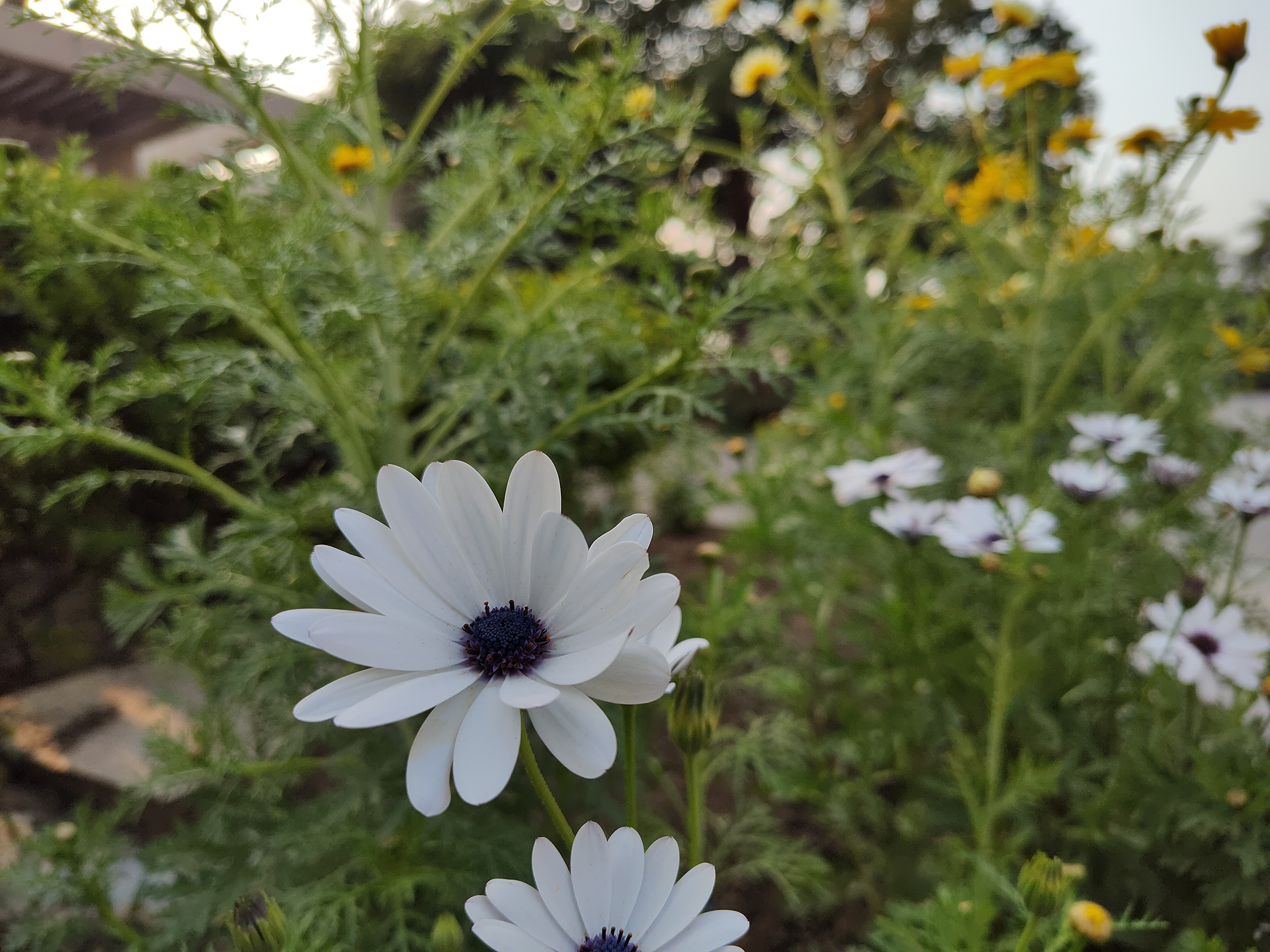 Motorola Edge Plus 2022 camera sample with white flower in a bush.