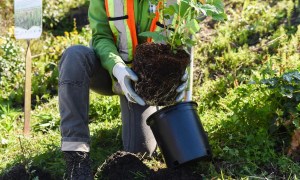 A worker replanting a tree outside.