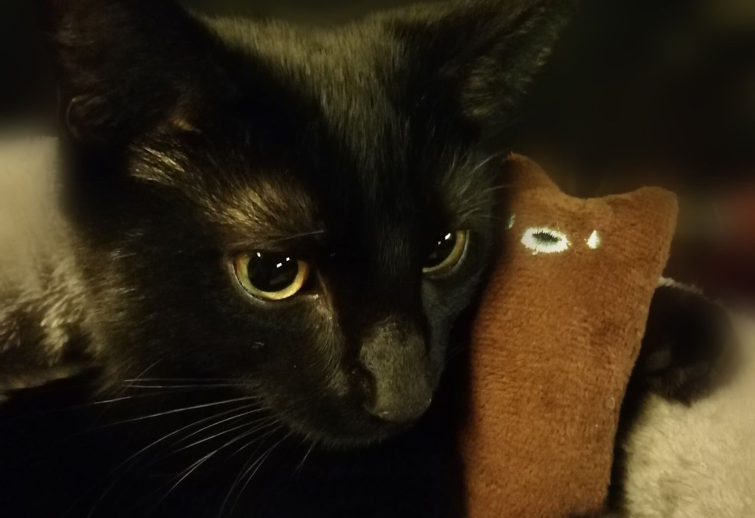 Conheça Murtaugh, o gato que inspirou o protagonista de Stray