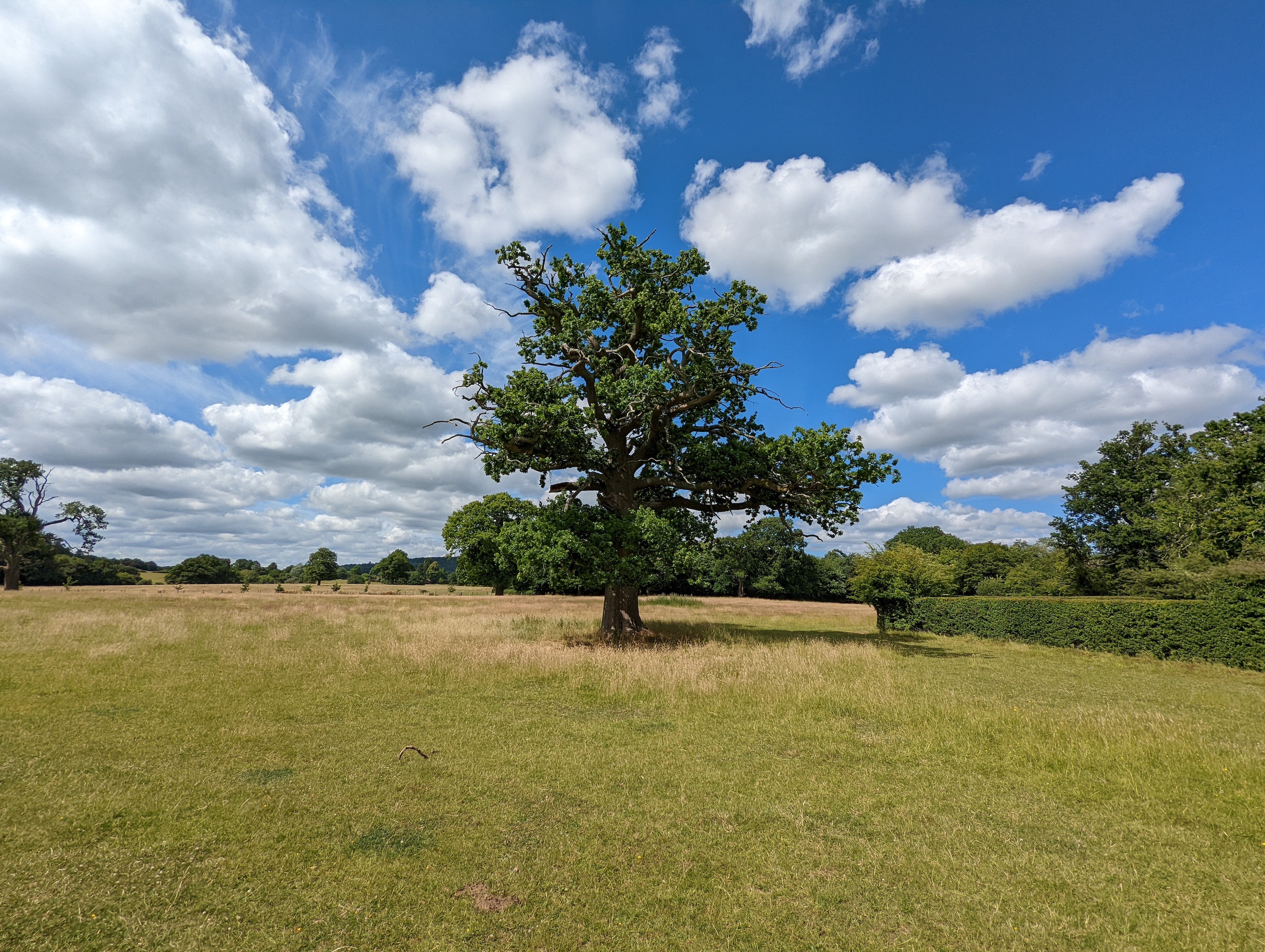 pixel 6 wide angle